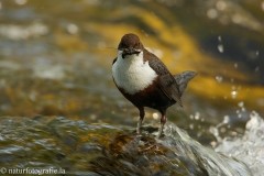 5 Wasseramsel - Cinclus cinclus